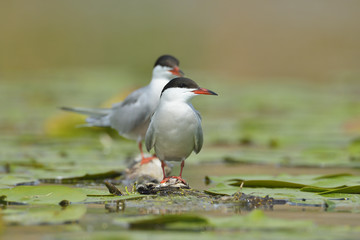 Common tern (sterna hirundo)