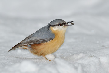 Nuthatch bird in natural habitat (sitta europaea)