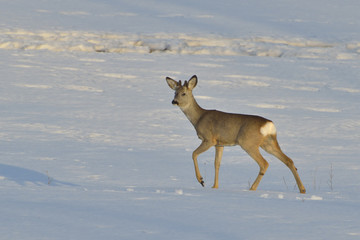 Deer in winter in a sunny day