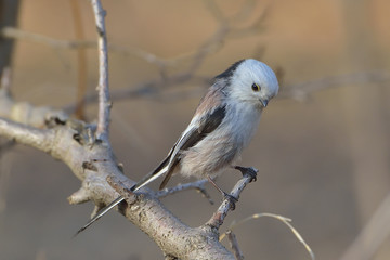 Obraz premium Long tailed tit ( aegithalos caudatus )