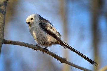 Long tailed tit (aegithalos caudatus)