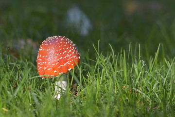 Mushroom in the wood