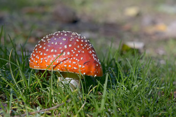 Mushroom in the wood
