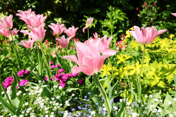 Spring tulips in St James park, London