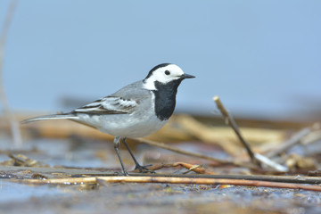 White Wagtail - motacilla alba