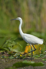 Little egret (egretta garzetta)