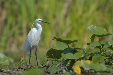 Little egret (egretta garzetta)