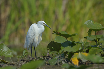 Little egret (egretta garzetta)