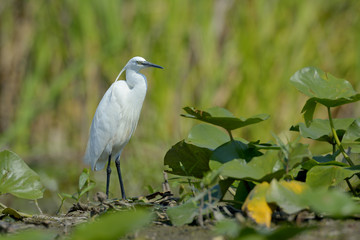 Little egret (egretta garzetta)