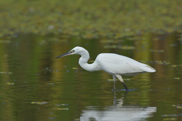 Little egret (egretta garzetta)