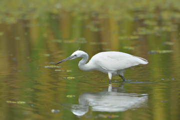Little egret (egretta garzetta)