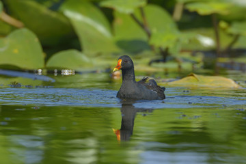 Common Moorhen, Gallinula chloropus