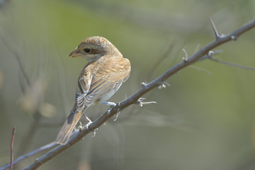 Red-backed Shrike (Lanius collurio)