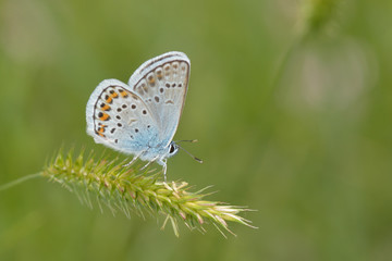 Fototapeta na wymiar Niebieski motyl na zewnątrz (Polyommatus Icarus)