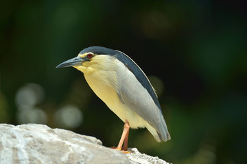 Black crowned night heron in the nature