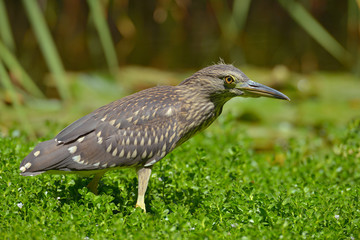 Black crowned night heron in the nature