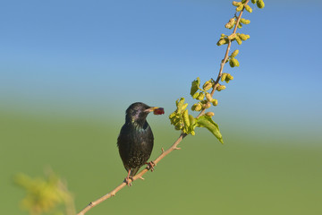 Obraz premium Colorful starling bird on the branch (sturnus vulgaris)
