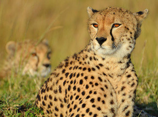 Obraz na płótnie Canvas Cheetah in the Masai Mara