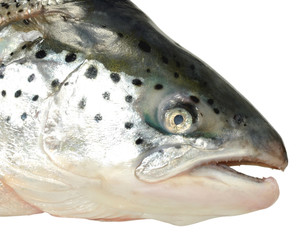 Atlantic Salmon Head