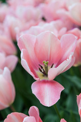 Obraz na płótnie Canvas Różowe tulipany w zbliżeniu