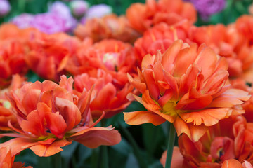 OrangeTulips in Keukenhof Garden, Lisse, Netherlands