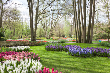 Fototapeta premium Keukenhof - ogród tulipanów - Holandia