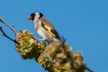 goldfinch
