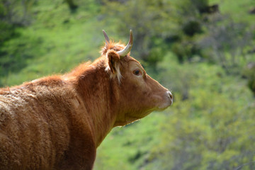 cabeza de una vaca de pelo marron