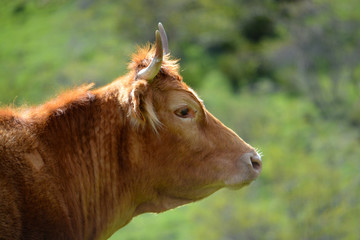 cabeza de una vaca de pelo marron