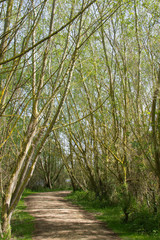 Tunnel tree at Salburua park, Vitoria (Spain)