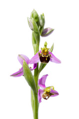 Wild Bee orchid - Ophrys apifera