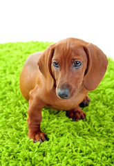 Cute dachshund puppy on green carpet, isolated on white