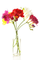 Delicate freesia flower isolated on white