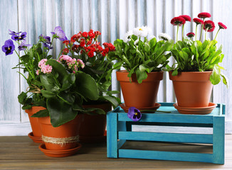 Beautiful flowers in flowerpots, on wooden background