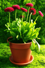 Beautiful marguerite flowers, outdoors