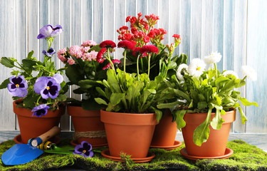 Beautiful flowers in flowerpots, on wooden background