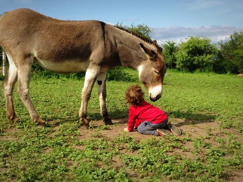 burro y ni&ntilde;o