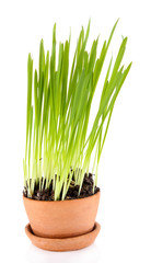 Green grass in flowerpot, isolated on white