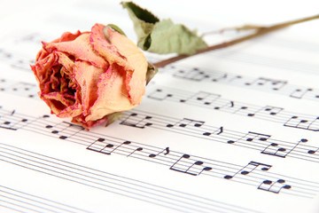 Dried rose flower on music book, close-up