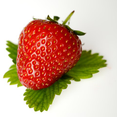 isolated studio shot of a strawberry on white background