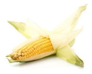 Fresh raw corn cobs isolated on the white background © EM Art