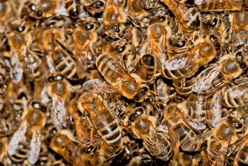 Gewusel in Schwarmtraube eines wilden Bienevolks - obrazy, fototapety, plakaty