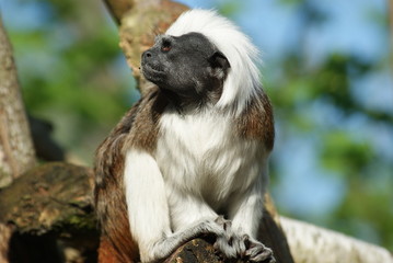 Lisztaffe
