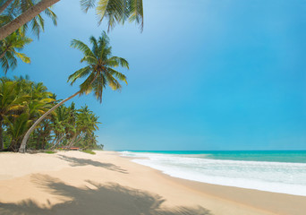 Ocean beach with palms in sunny day