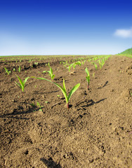 Rows of sunlit young corn plants on a moist field