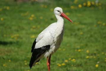Storch auf grüner Wiese