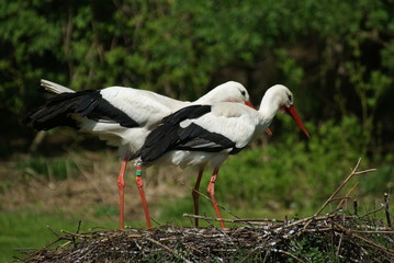 Störche im Nest