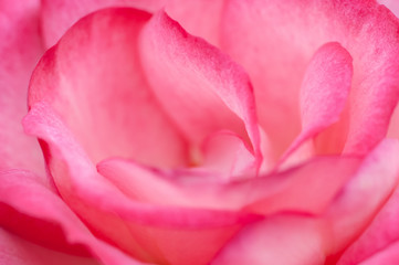 Fototapeta na wymiar Pink rose macro close up