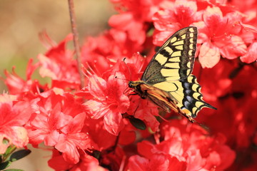Yellow swallowtail butterfly