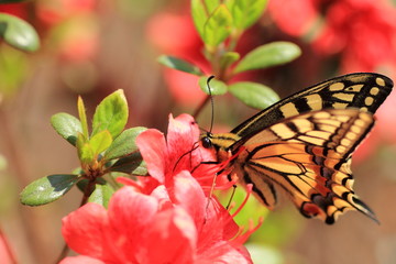 Fototapeta na wymiar Yellow swallowtail butterfly
